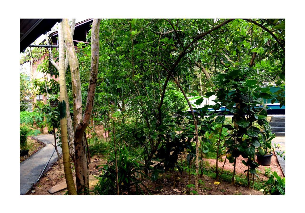 Sun And Green Eco Lodge - Dambulla Kültér fotó
