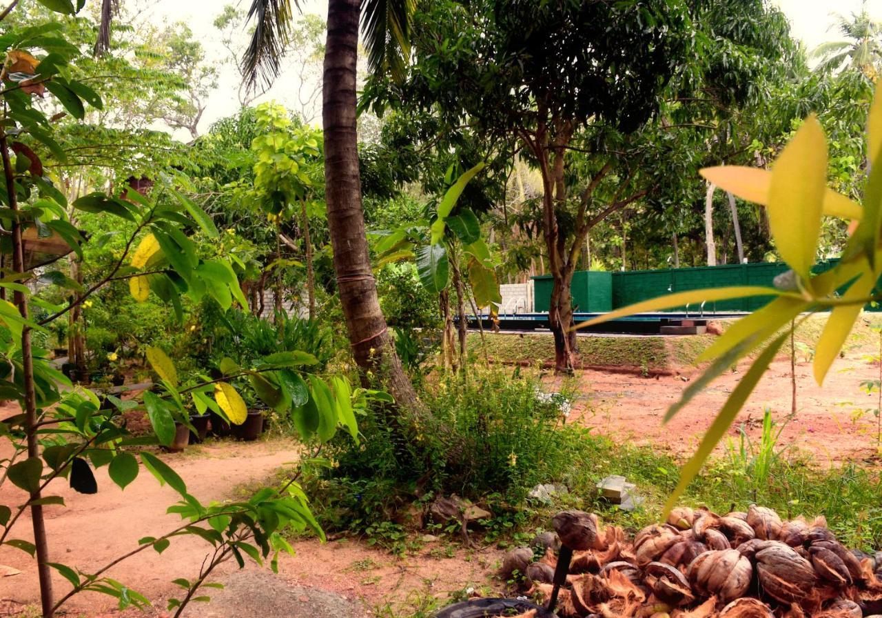 Sun And Green Eco Lodge - Dambulla Kültér fotó