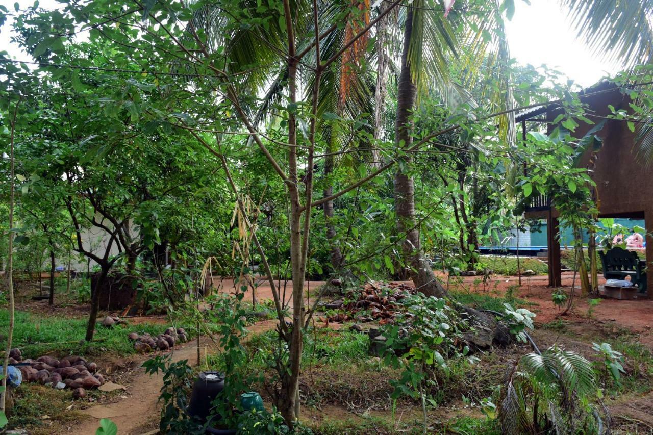 Sun And Green Eco Lodge - Dambulla Kültér fotó